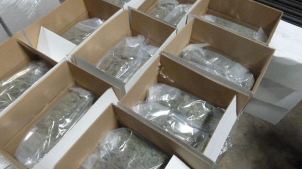 
                              Dutch smugglers used gone-off pizza cheese to hide £5m cannabis stash
                      